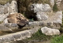 El Gobierno del Principado activa el protocolo de venenos tras hallar muertos un lobo en Proaza y un buitre en Cabrales