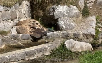 El Gobierno del Principado activa el protocolo de venenos tras hallar muertos un lobo en Proaza y un buitre en Cabrales