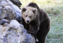 El Principado practica la eutanasia a la osa Paca por sus problemas de movilidad y el deterioro irreversible de su estado físico