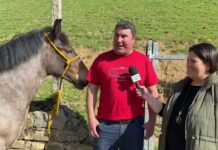 Entrevista a Mario de Ganadería La Enseca Hermanos Mieres Gómez de Morcín