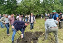 El Principado cuenta con seis nuevas especies de coníferas aptas para repoblar áreas afectadas por la banda marrón o ‘peste del pino’