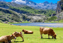El Gobierno destina 9,5 millones de euros a Asturias para financiar intervenciones de desarrollo rural