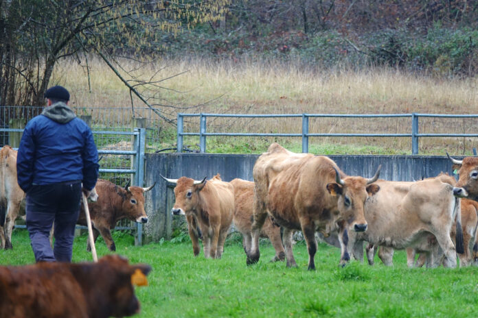 Cows,And,Farmers,On,A,Day,Of,Buying,And,Selling