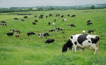 Medio Rural convoca para el 17 de julio las elecciones de representantes agrarios en el Principado