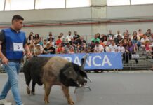 El área ganadera de Abanca Semana Verde 2025 crece en razas, novedades y actividades