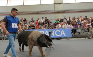 El área ganadera de Abanca Semana Verde 2025 crece en razas, novedades y actividades