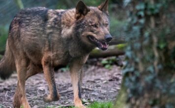 El censo nacional del lobo 2021-2024 arroja una cifra total de 333 manadas en toda España