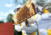 El Principado apoya con más de 460.000 euros la mejora de la producción y comercialización de los productos apícolas