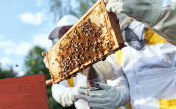 El Principado apoya con más de 460.000 euros la mejora de la producción y comercialización de los productos apícolas