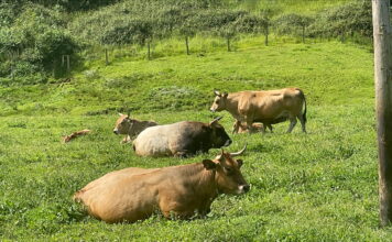 El Principado abona otros 1,4 millones de ayudas de la PAC 2024 y suma pagos por 83 millones