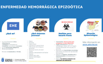 Medio Rural concede 1,4 millones en ayudas a 1.094 ganaderías afectadas por la enfermedad hemorrágica epizoótica