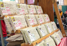 Medio Rural concede una ayuda extraordinaria de 568.000 euros a 115 productores de faba asturiana y verdina para paliar las pérdidas causadas por las lluvias en las cosechas