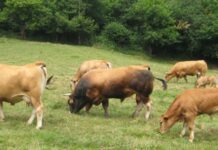 La Pola celebrará en octubre la primera subasta local de ganado del concejo de Lena