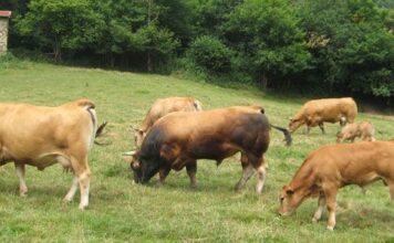 La Pola celebrará en octubre la primera subasta local de ganado del concejo de Lena