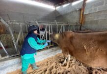Medio Rural confirma dos casos de lengua azul en vacas de Las Regueras y Ribadesella