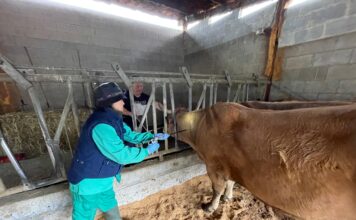 Medio Rural confirma dos casos de lengua azul en vacas de Las Regueras y Ribadesella