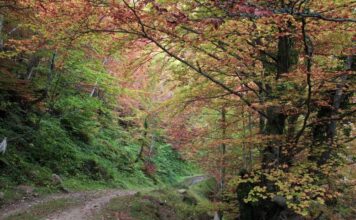 El Gobierno de Asturias apoya con cinco millones la repoblación de casi mil hectáreas de monte de medio millar de propietarios