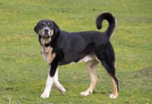 La Real Sociedad Canina de España reconoce el Pastor del Oso – Mastín Asturiano como nuevo grupo étnico