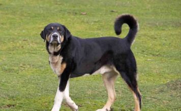 La Real Sociedad Canina de España reconoce el Pastor del Oso – Mastín Asturiano como nuevo grupo étnico