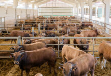 Alimerka incrementa el precio de terneros IGP Ternera Asturiana en sus nuevos contratos