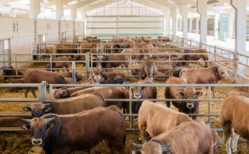 Alimerka incrementa el precio de terneros IGP Ternera Asturiana en sus nuevos contratos