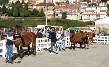 Tineo se prepara para la Feria de San Francisco y el Concurso de Caballos de Pastos