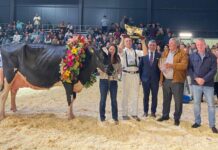 297 animales procedentes de 64 ganaderías, inscritos al 45º Concurso Nacional de la Raza Frisona CONAFE 2025