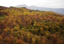 Medio Rural licita por 85.791 euros tratamientos silvícolas y repoblaciones forestales en montes de Piloña e Ibias