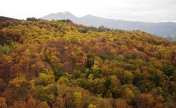 Medio Rural licita por 85.791 euros tratamientos silvícolas y repoblaciones forestales en montes de Piloña e Ibias