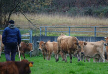 El Principado destina 300.000 euros a las ayudas a las entidades asociativas agrarias para la mejora de las explotaciones