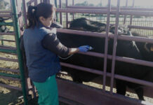 La Junta de Andalucía y el sector ganadero acuerdan no desplazar al bovino ante el avance de la dermatosis nodular contagiosa