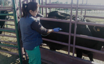 La Junta de Andalucía y el sector ganadero acuerdan no desplazar al bovino ante el avance de la dermatosis nodular contagiosa