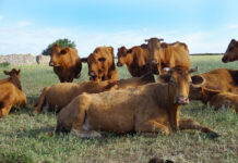 Las Islas Baleares se blindan frente a la dermatosis nodular contagiosa