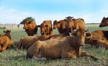 Las Islas Baleares se blindan frente a la dermatosis nodular contagiosa