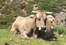 Castilla y León suspenderá a partir del sábado por 15 días las ferias y mercados de ganado de la Comunidad para reforzar la prevención frente a la Dermatosis Nodular Contagiosa