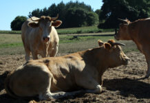 Galicia refuerza las medidas preventivas con el fin de proteger a la cabaña ganadera gallega de la dermatosis nodular contagiosa