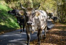 Navarra prohíbe ferias y mercados de ganado ante el empeoramiento de la dermatosis nodular en Francia