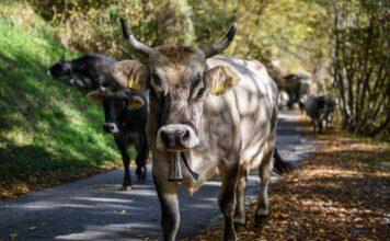 Navarra prohíbe ferias y mercados de ganado ante el empeoramiento de la dermatosis nodular en Francia
