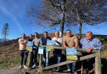 Cangas del Narcea: 400 reses participarán en el certamen local de la raza Asturiana de los Valles