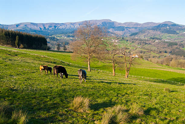 Cows in a meadow in the Carranza Valley, Vizcaya, Basque Country
