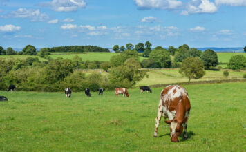 UCA solicita el anticipo de las ayudas PAC 2025 para compensar problemas de liquidez ante las medidas por la dermatosis nodular