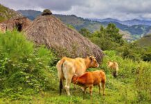 Medio Rural habilita el mercado de La Pola Siero los jueves como punto de carga y venta de terneros asturianos menores de un año y potros