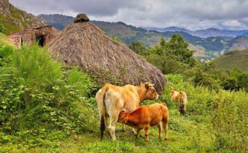 Medio Rural habilita el mercado de La Pola Siero los jueves como punto de carga y venta de terneros asturianos menores de un año y potros