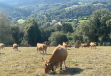 Medio Rural ha abonado ya 92,5 millones de ayudas de la campaña de la PAC de 2024, una cifra récord que supera en 1,1 millones los pagos de hace un año