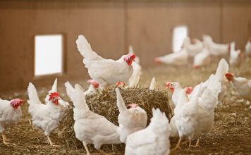 El Ministerio de Agricultura, Pesca y Alimentación amplía el confinamiento de aves de cría a todas las granjas de España