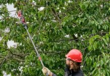 La poda más fácil y eficiente con herramientas a batería