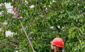 La poda más fácil y eficiente con herramientas a batería