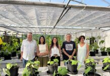 El Serida secuencia el primer genoma completo de la Faba Granja Asturiana y avanza en su mejora y conservación