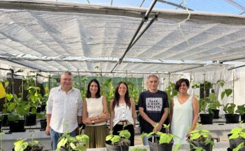 El Serida secuencia el primer genoma completo de la Faba Granja Asturiana y avanza en su mejora y conservación