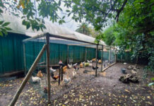 Medio Rural confirma un foco urbano de gripe aviar en el parque de Isabel La Católica de Gijón